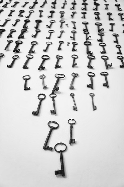 آیا سیب زمینی برای سگ ها خوب است؟ ۱۴ نکته که باید بدانید